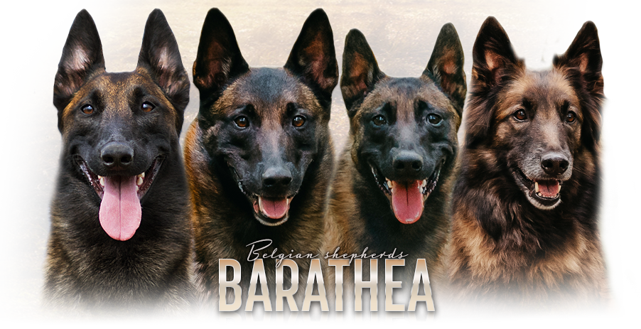 Barathea